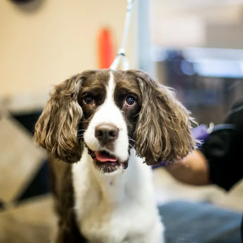 Uptown Hounds Grooming Area. Picture of a Cocker Spaniel getting a haircut by a female staff groomer.